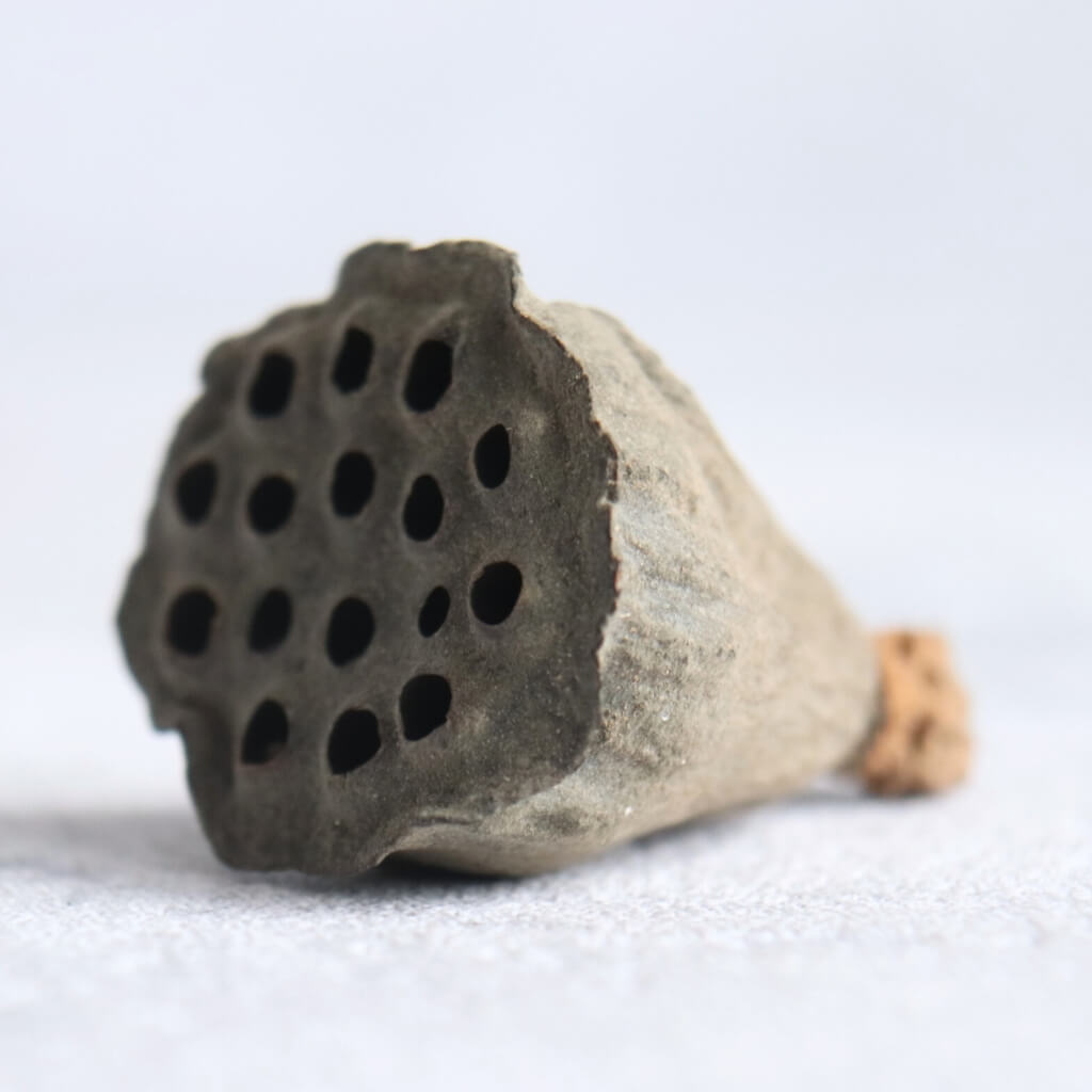 Sušina Lotus Mini – natural, přírodní sušené lotosové tobolky do dekorací